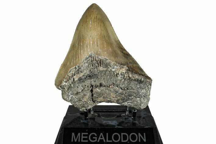 Serrated, Fossil Megalodon Tooth - North Carolina #349323